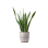 Indoor Plant 01