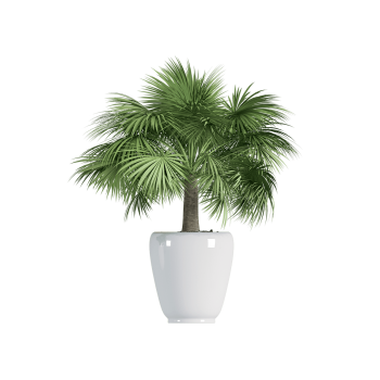 Plant Decor 01
