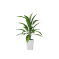 Plant Decor 10